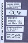 Etiketten zu Priopus plagiatus (NHMW-ZOO-COL-0007490)